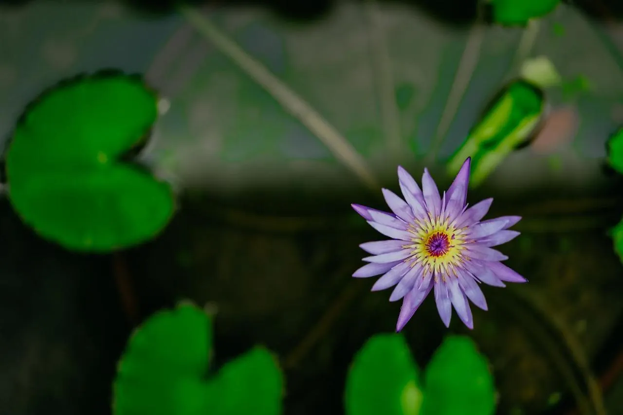 Jungle Lotus Villas Ubud  3*, Ubud (Bali) Indonesia